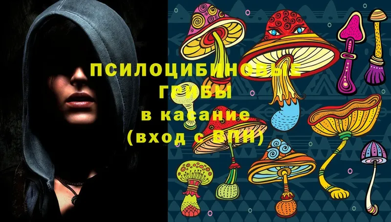 как найти   Дедовск  Галлюциногенные грибы Cubensis 